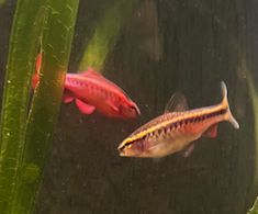 Cherry Barb