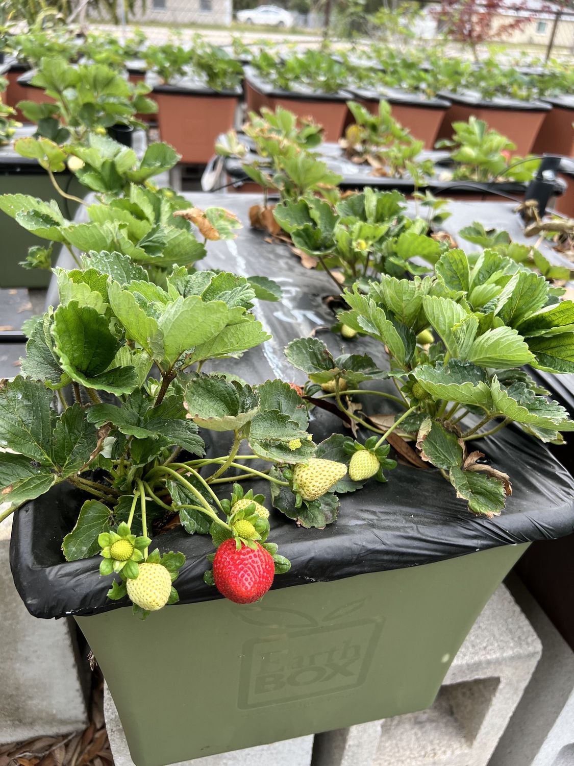 Plug - Strawberry - Starter