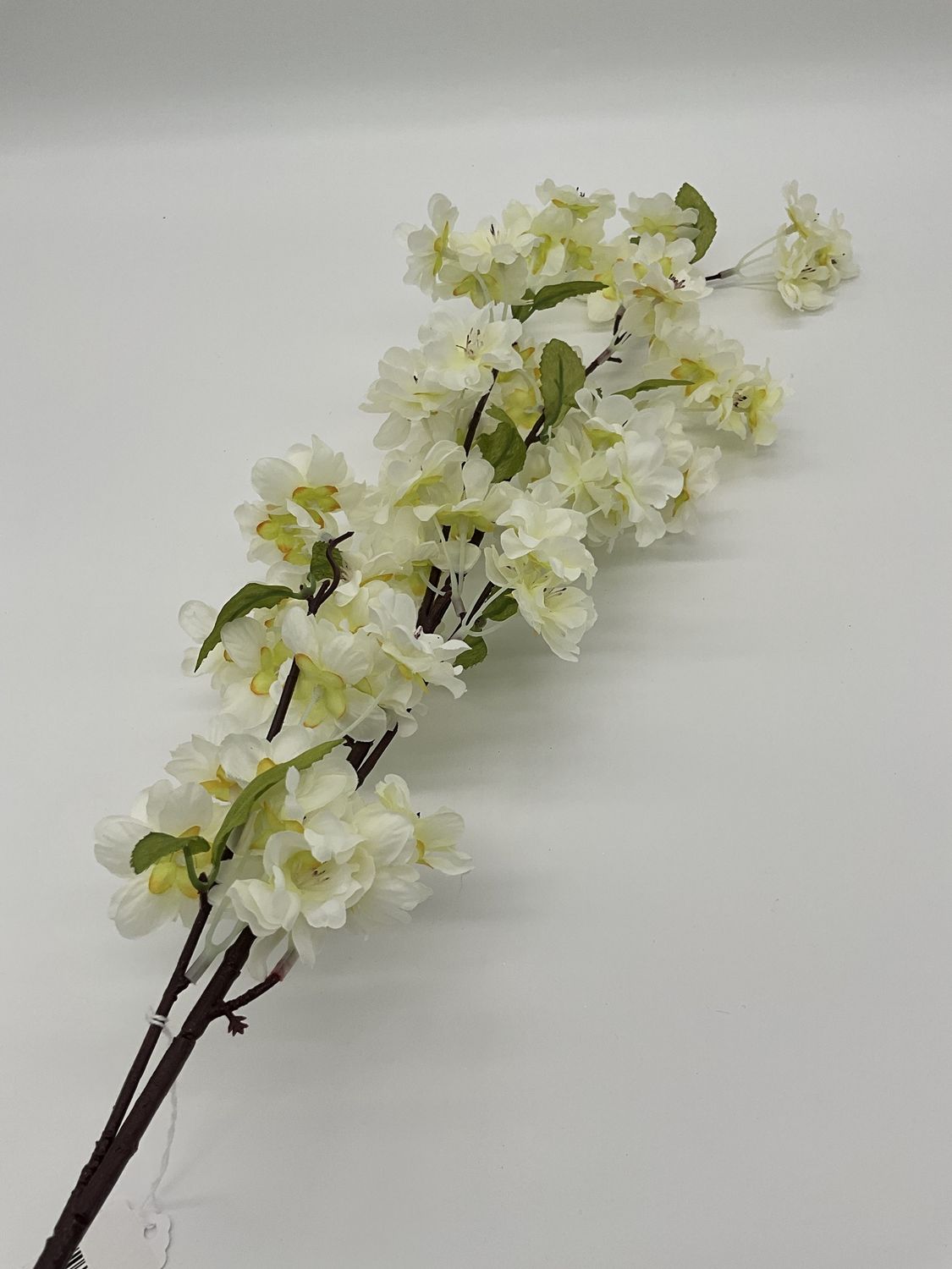 apple blossoms stems