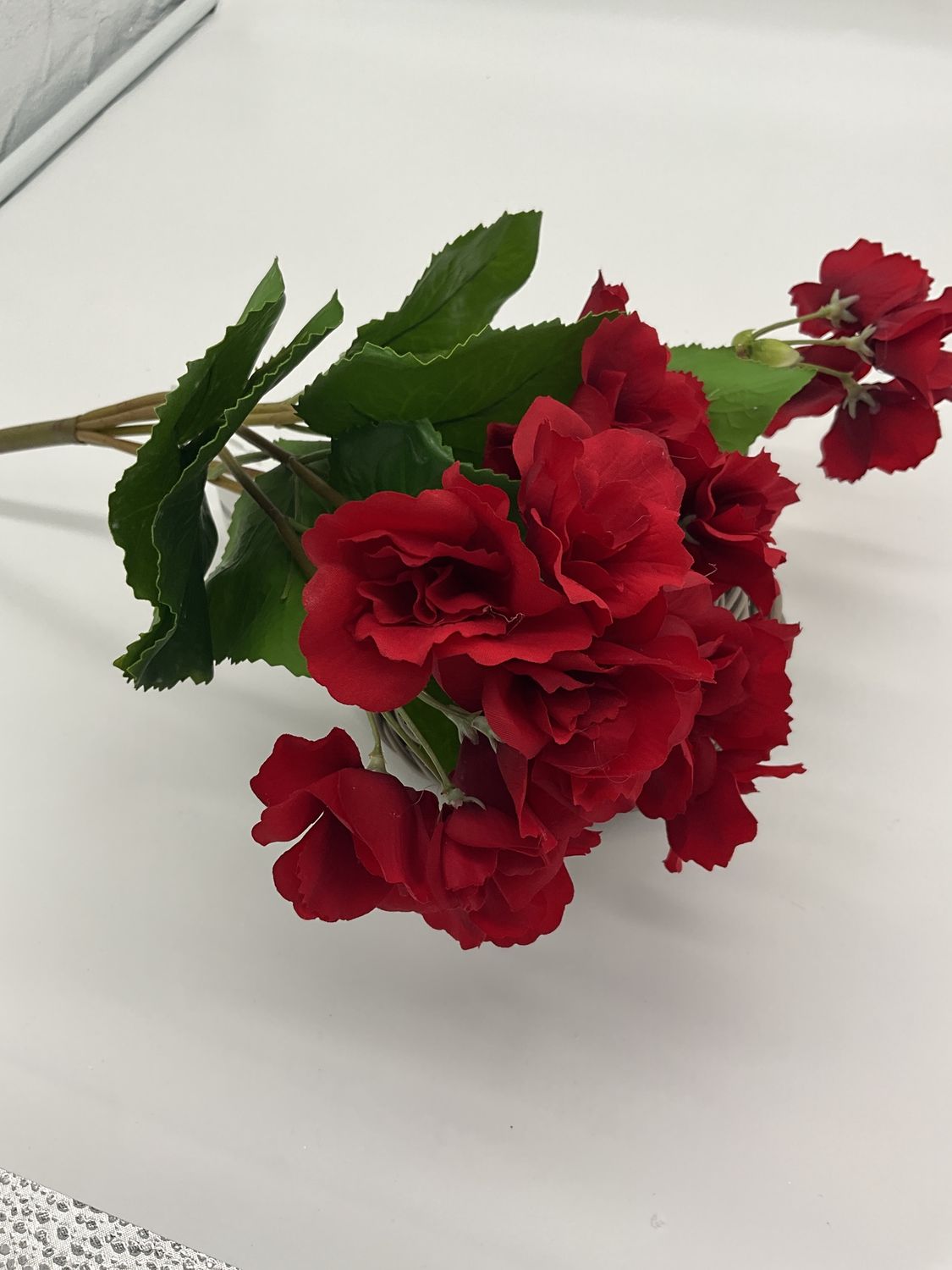red begonia bush