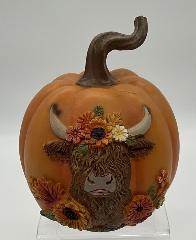 Highlander in pumpkin Autumn