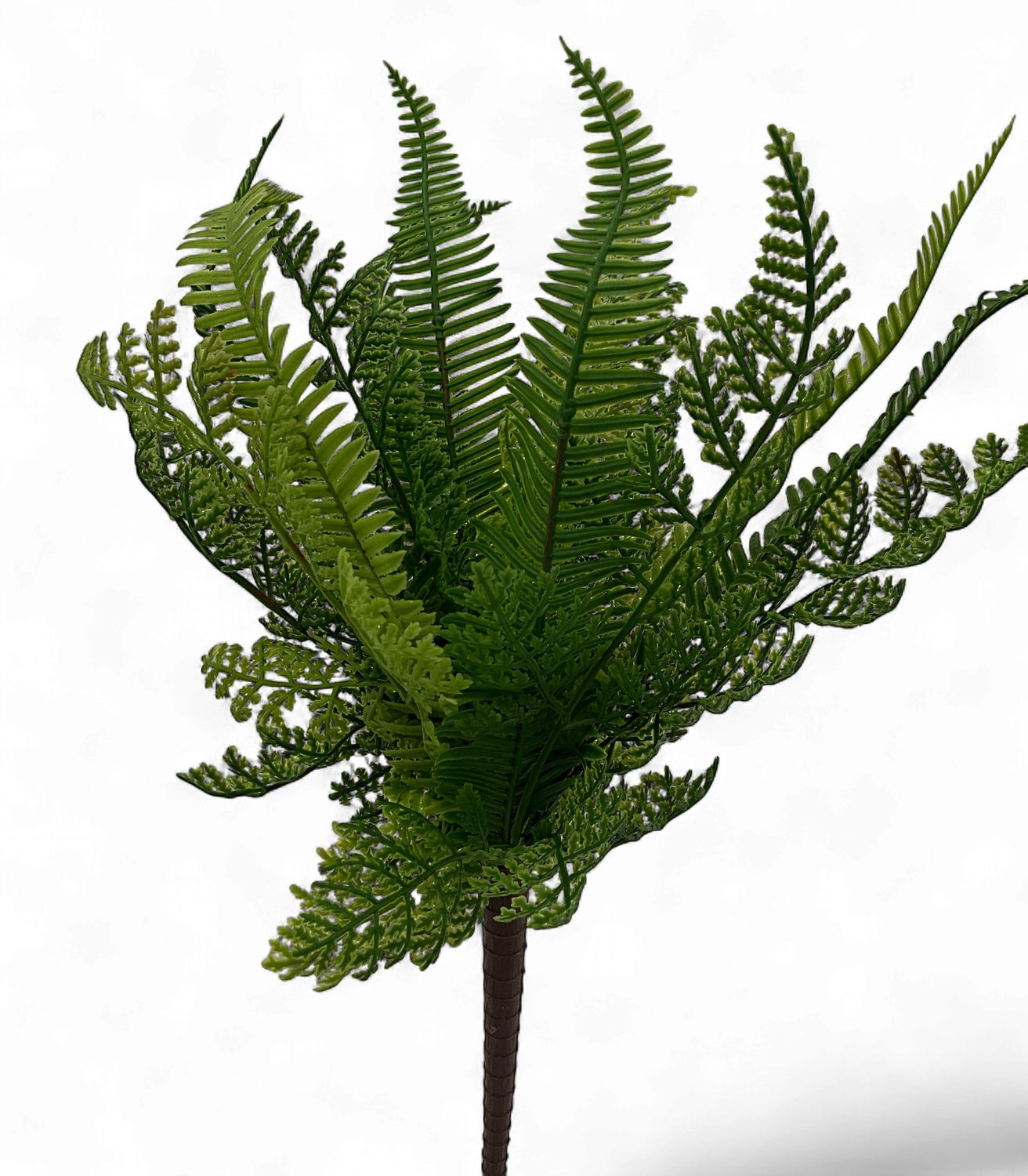 Fern Bush medium