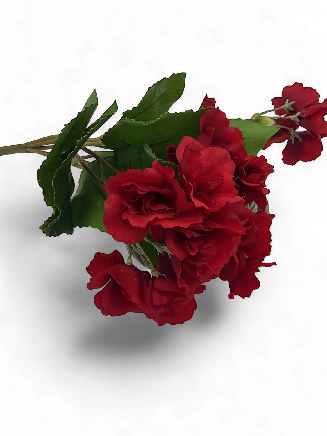 Red Begonia Bush