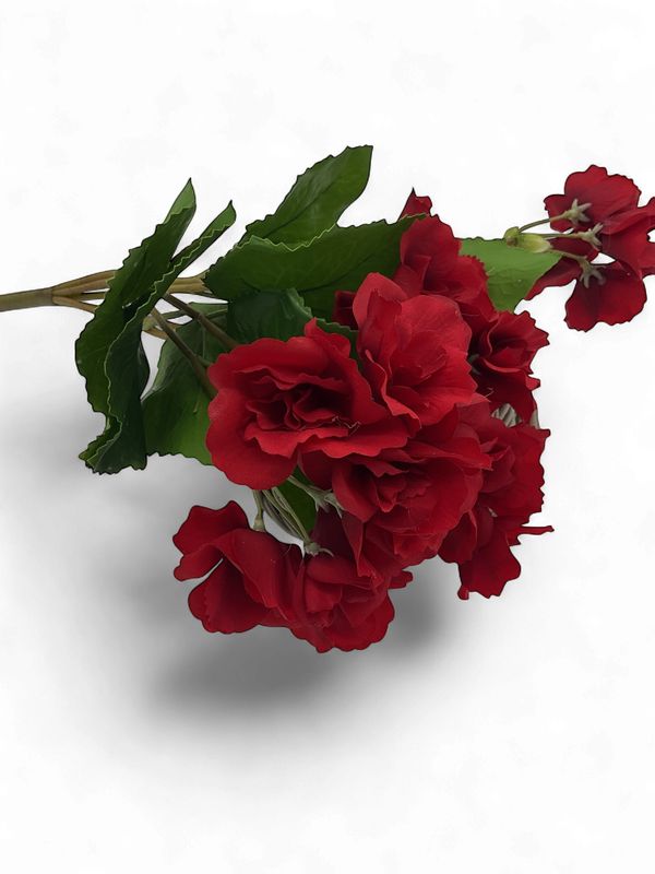 Red Begonia Bush