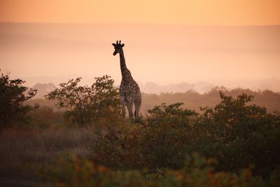 Africa Package