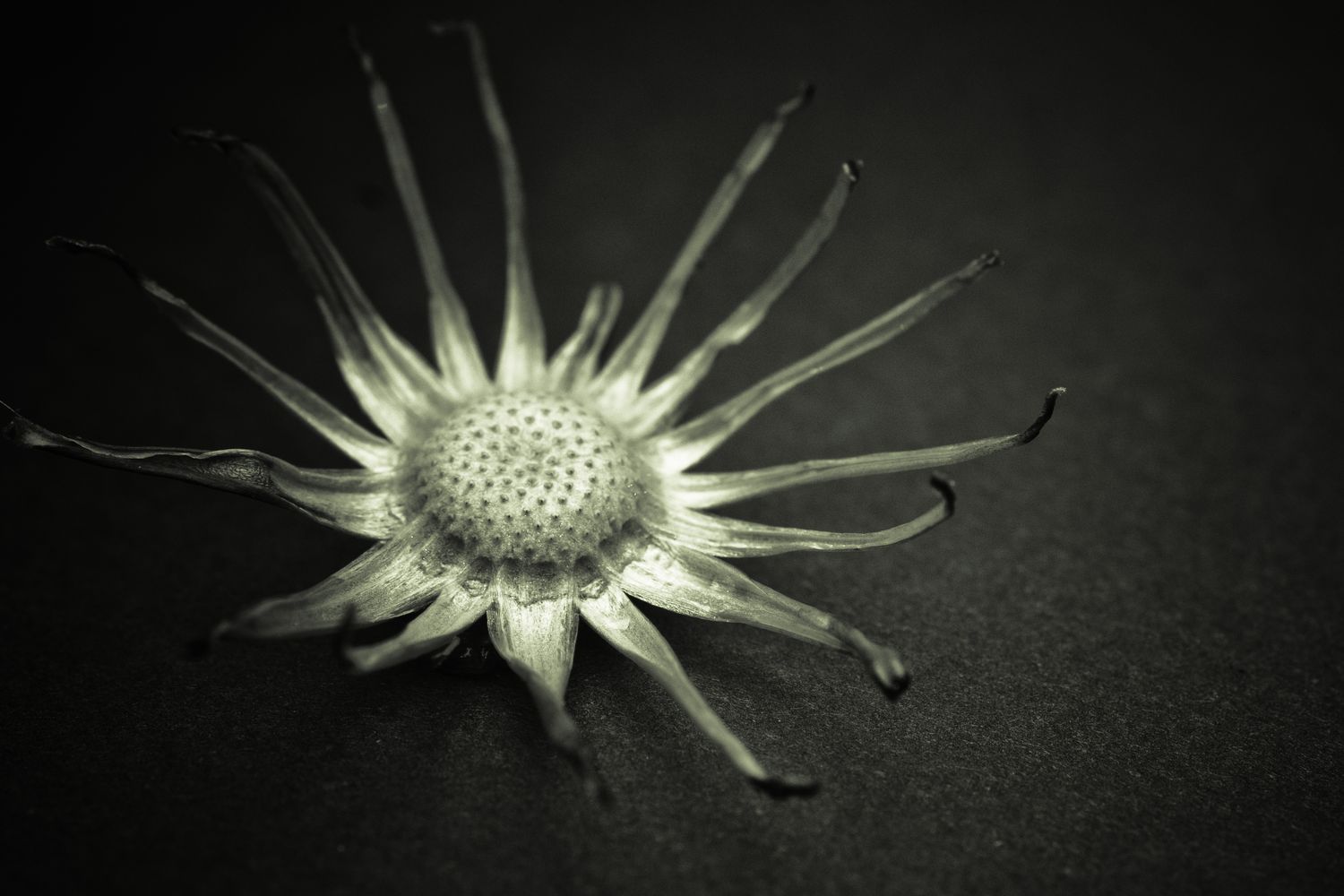 Dandelion Decay