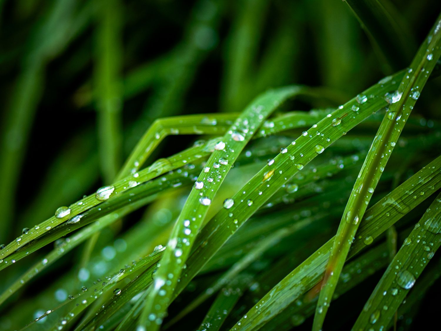 Drops of life