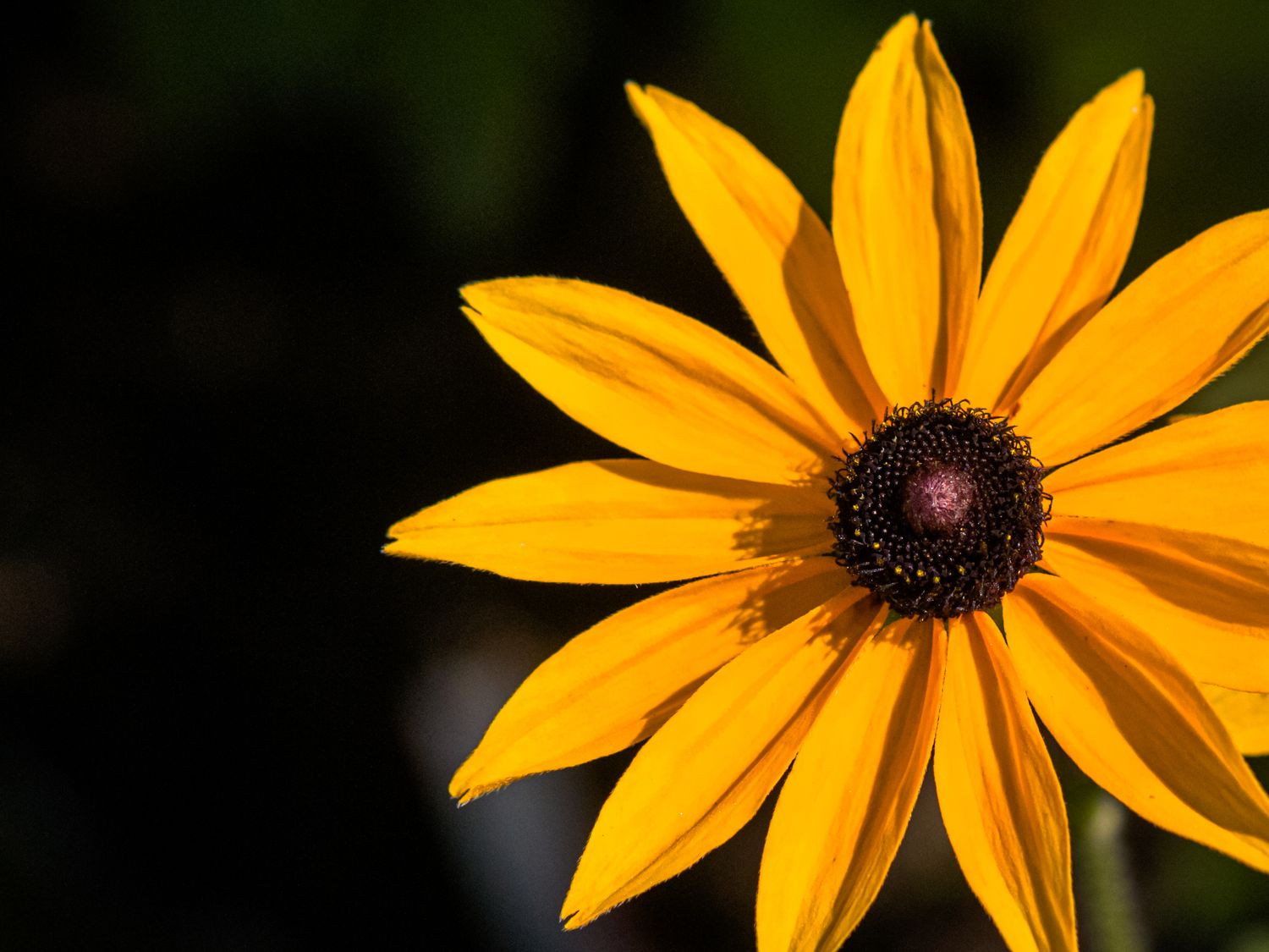 Coneflower