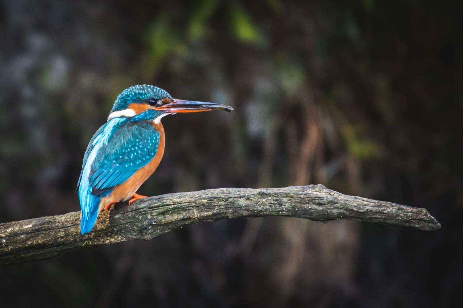 The King Fisher