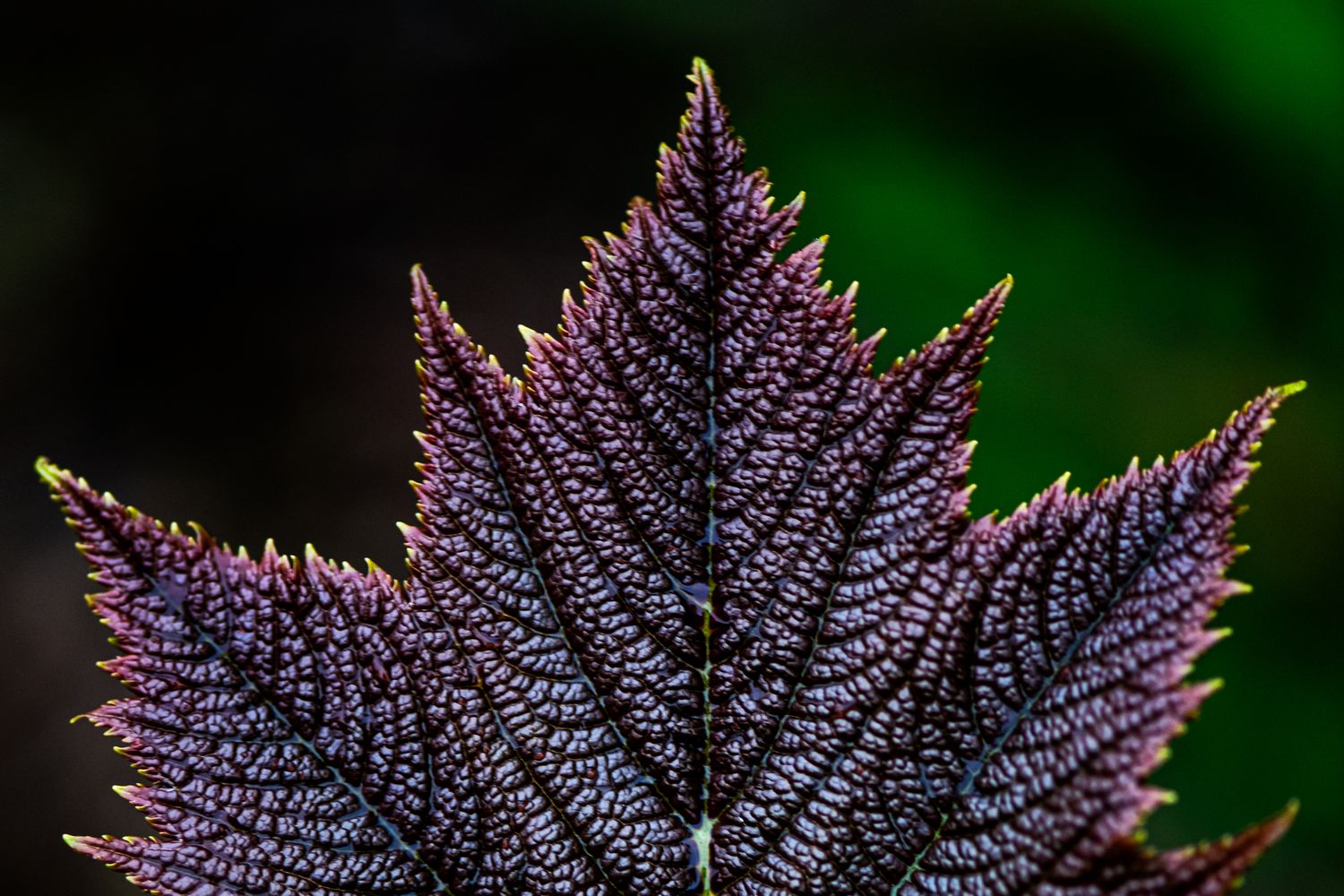 Rodgersia