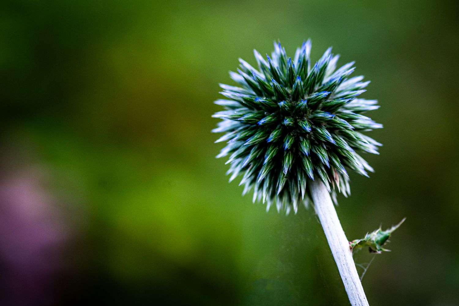 Spikes