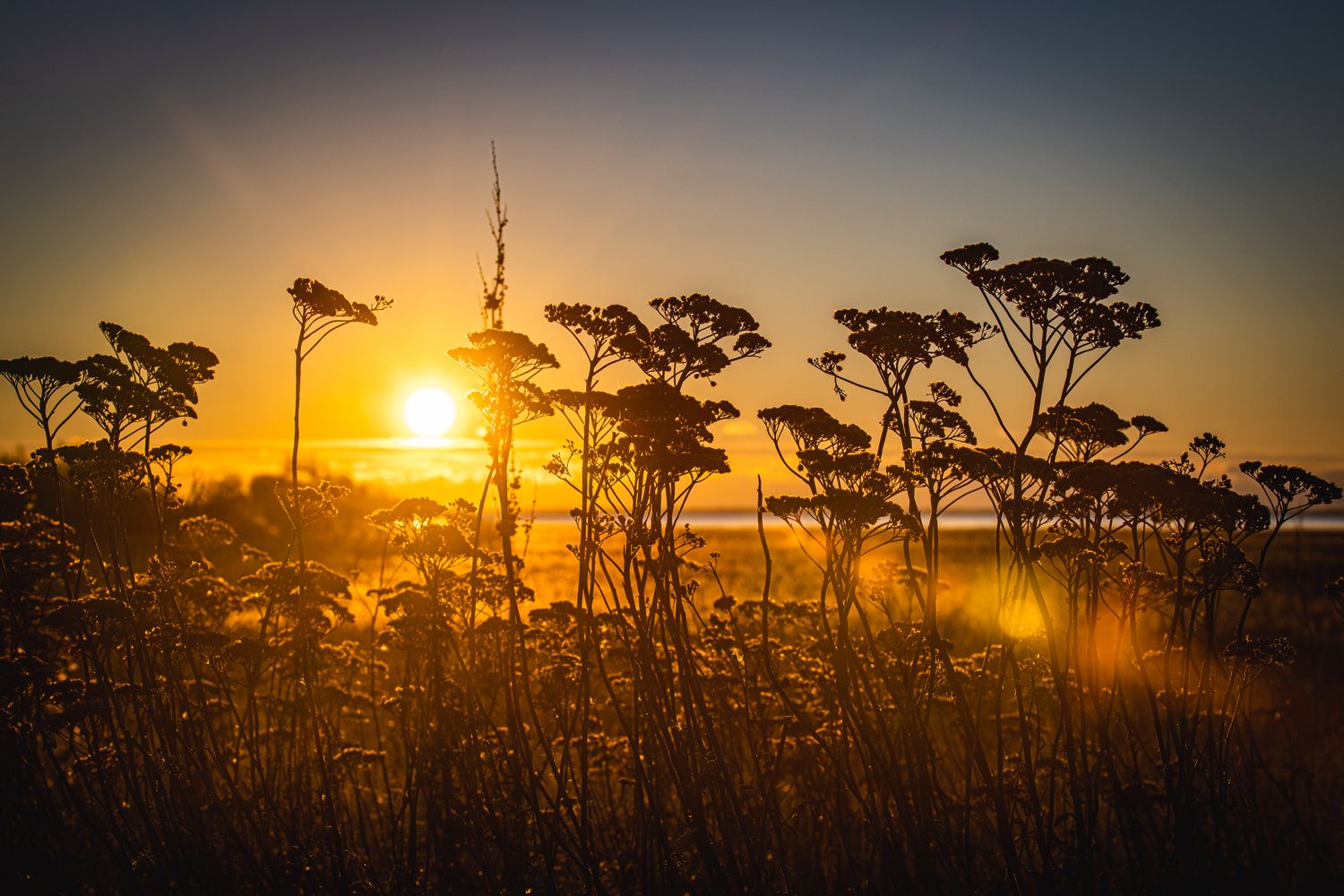 Gold of nature