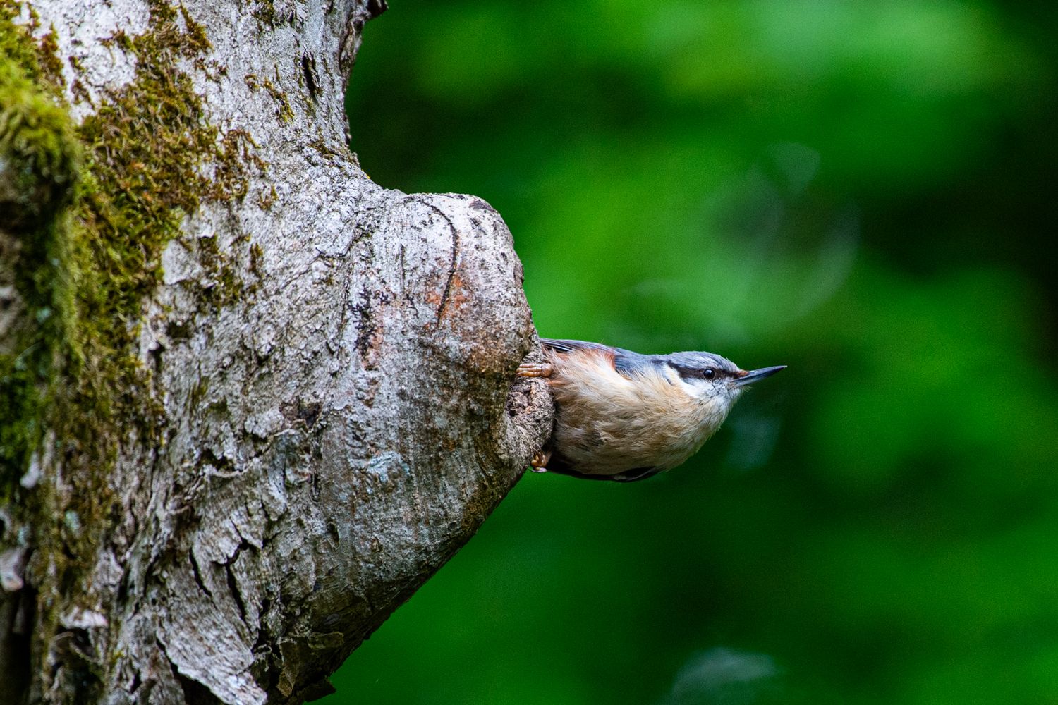 Sitta europaea