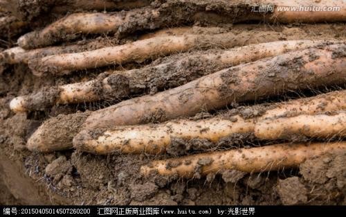 无硫河南怀山药200g（Dioscorea opposita）