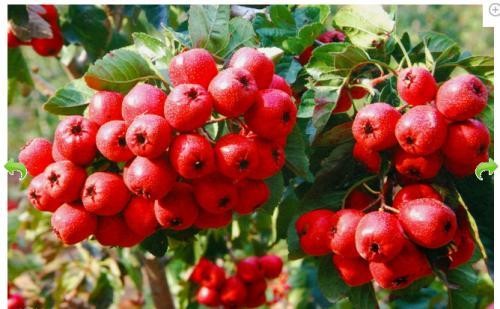 无硫山楂片 Hawthorn 200g