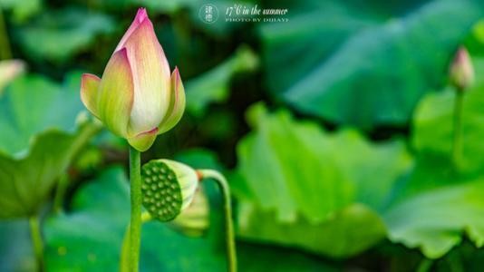 全粒湘莲子200gm Whole Lotus Seeds