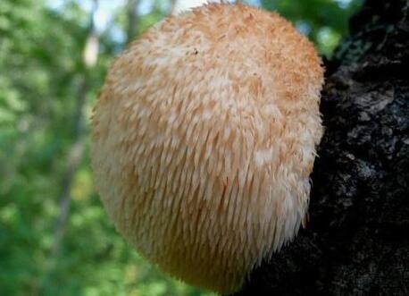 猴头菇 100gm Monkey Head Mushroom