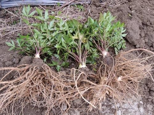 无硫当归头 Grade AA100gm Angelica sinensis