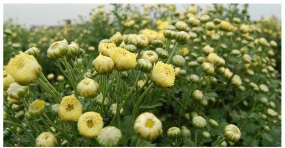 无硫胎菊100gm Wild chrysanthemum
