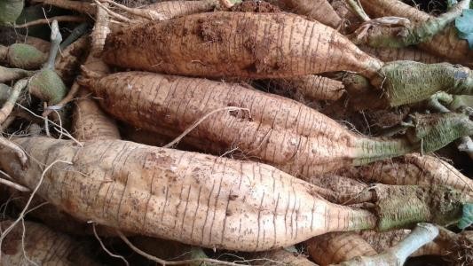 无硫葛根 100gm Pueraria