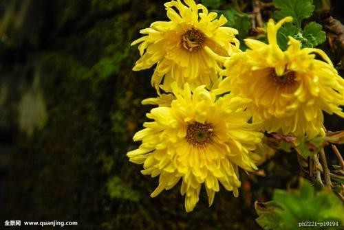 无硫菊花 100gm Sulfur-free Chrysanthemum