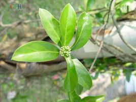 巴戟天 100gm Morinda officinalis How