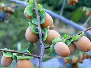 无硫黑枣 500gm Pearl Black Dates