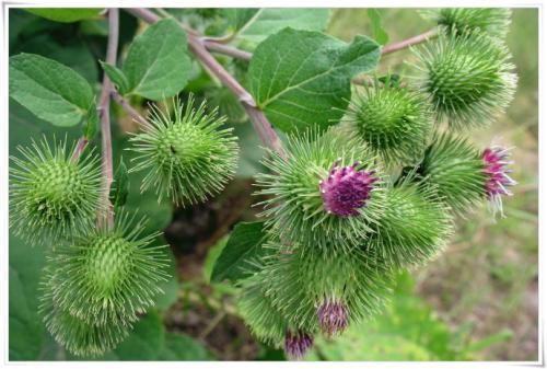 牛蒡根100gm Burdock Roots