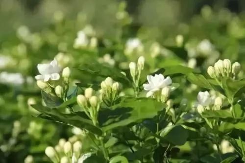 茉莉花茶 100gm Jasmine Tea