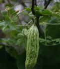 苦瓜干100gm Dried Bitter Gourd