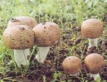 巴西磨菇(姬松茸) 100gm Agaricus blazei Murr.