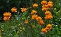 金莲花50gm Trollius chinensis