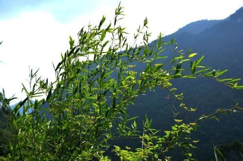 石竹尖50gm Dianthrus Spiculifolius Schur