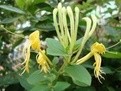 金银花 50gm Lonicera japonica Thunb