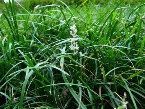麦冬50gm Ophiopogon japonicus (Linn. f.) Ker-Gawl.