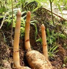 无硫天麻 50gm Gastrodia elata Bl.
