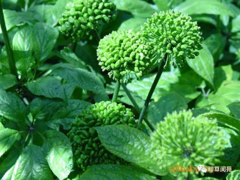 田七花 50gm Panax Tseng