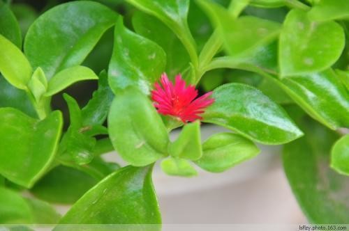云南田七片 50gm Panax notoginseng (Burk.)F.H.Chen