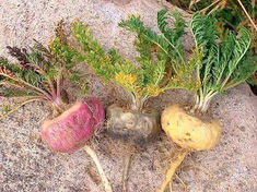 紫玛卡 50gm Lepidium meyenii Walp