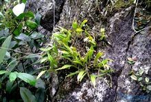泰山石斛38gm Dendrobium nobile Lindl
