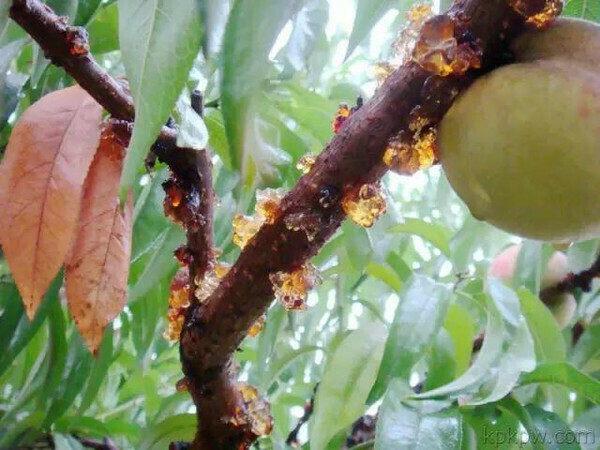 上等野生桃胶 200gm　Prunus persica