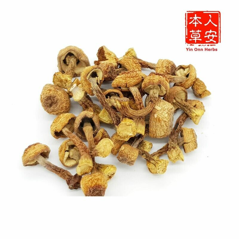 巴西磨菇(姬松茸) 100gm Agaricus blazei Murr.