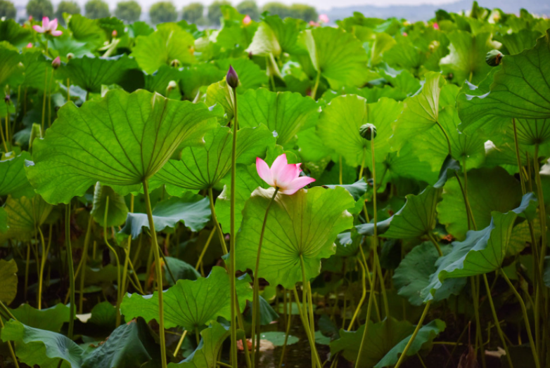 原荷叶粒 100gm Dried Lotus Leaf