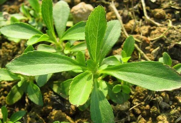 甜菊叶 38gm Stevia rebaudiana (Bertoni) Hemsl.