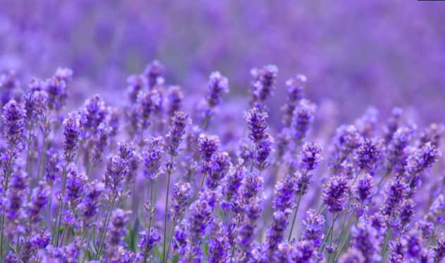 薰衣草 100gm Lavender