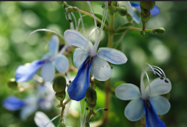 原蓝蝶花 50gm Butterfly Pea Flower