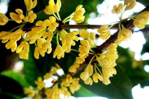 浙江桂花 38gm Osmanthus fragrans (Thunb.) Lour.