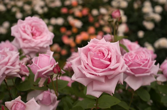 法国玫瑰 75gm France Rose