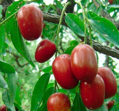 新疆干红枣片200gm XinJiang Red Dates Dry Slices