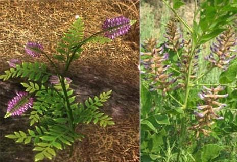 无硫老树甘草 38gm Sulfur-Free Glycyrrhiza uralensis Fisch